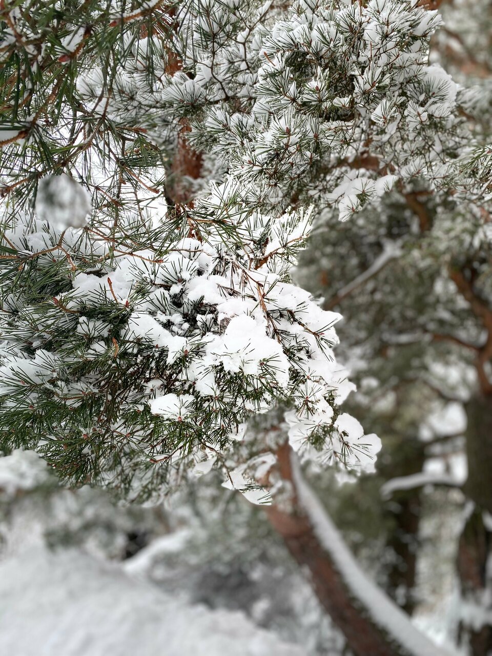 Гостиница Дюны Сестрорецк-242