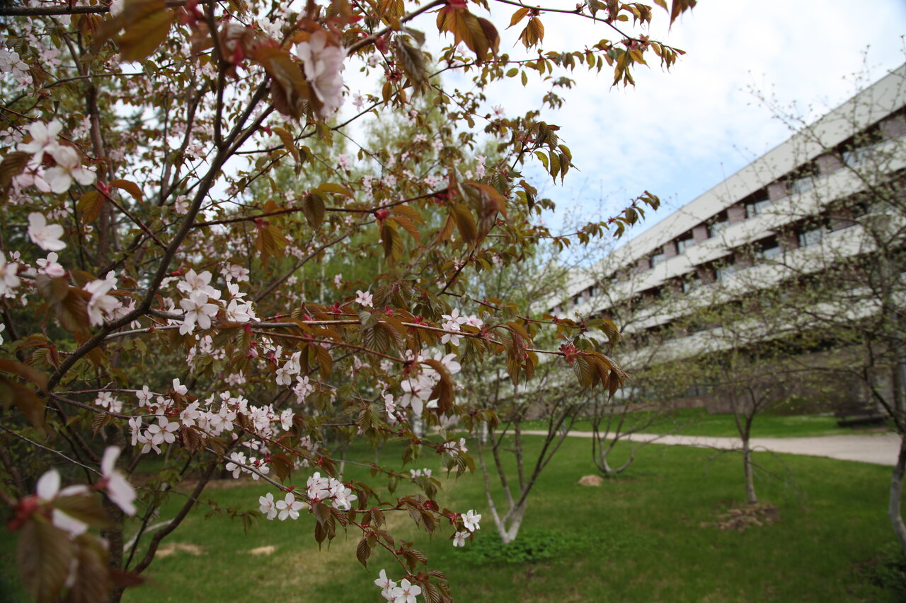 Гостиница Дюны Сестрорецк-206