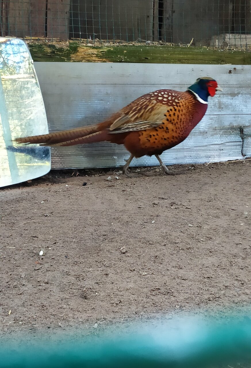 Гостиница Дюны Сестрорецк-197