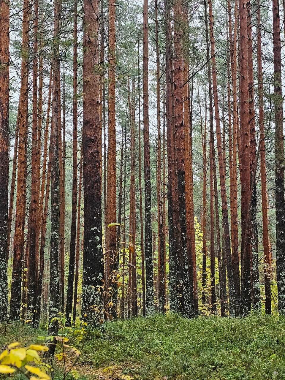 Гостиница Дюны Сестрорецк-225