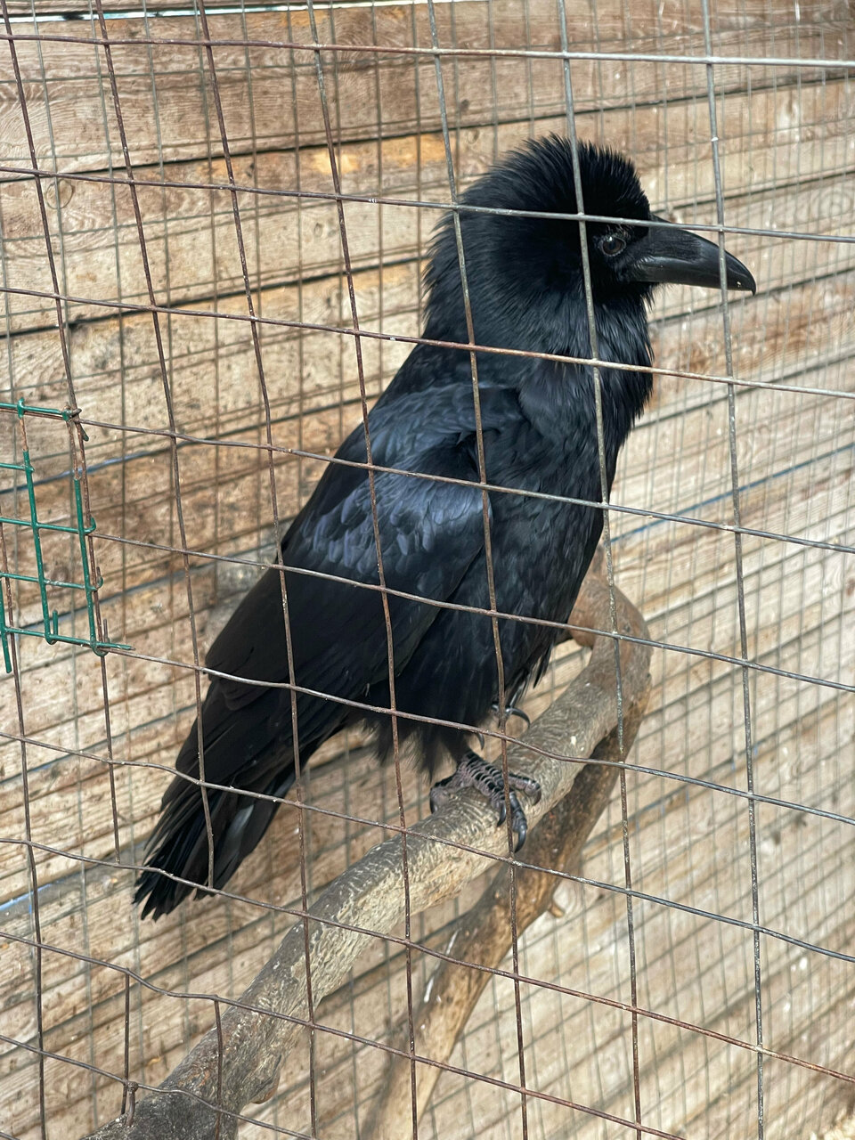 Гостиница Дюны Сестрорецк-123