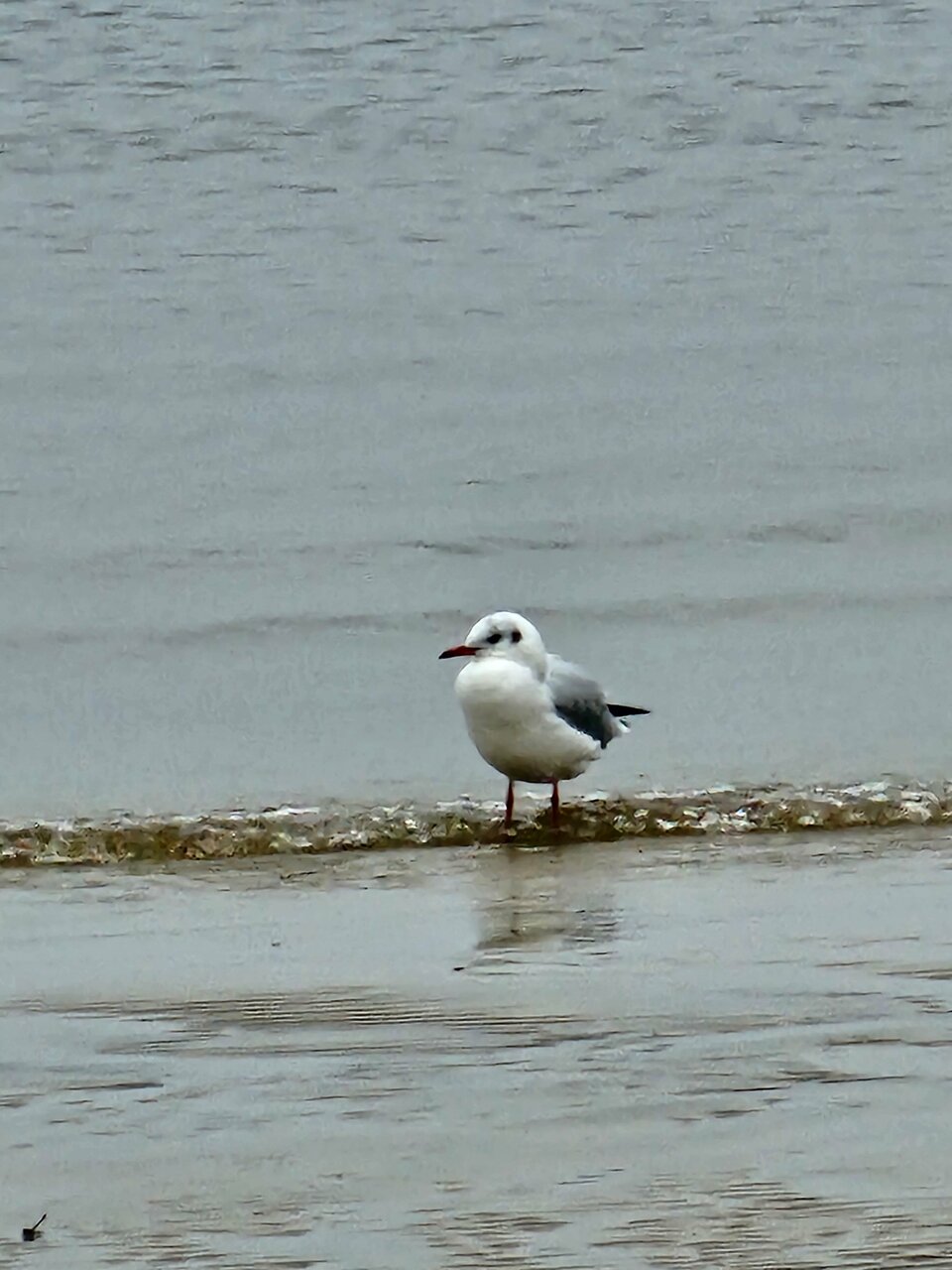 Гостиница Дюны Сестрорецк-176