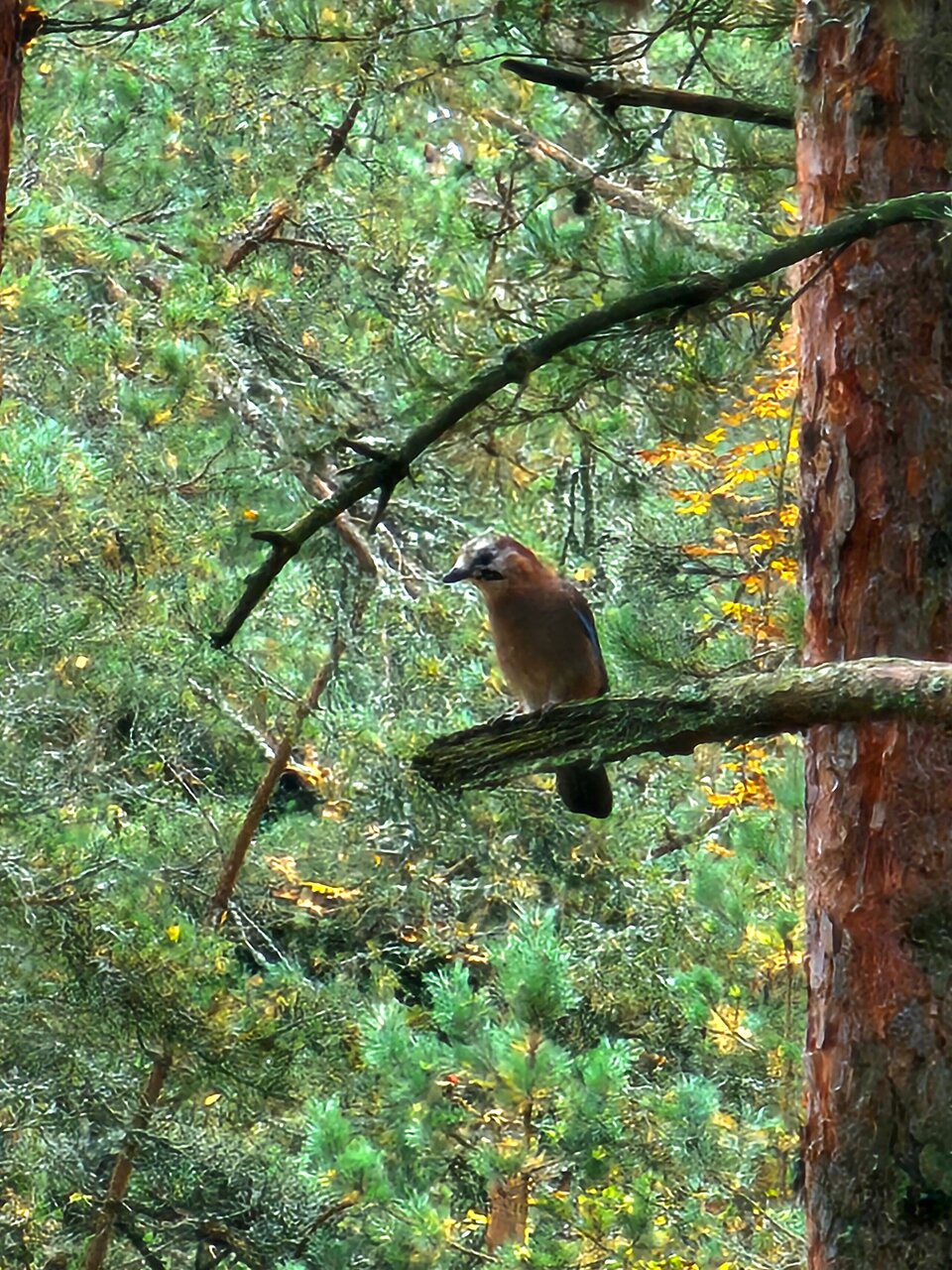 Гостиница Дюны Сестрорецк-136