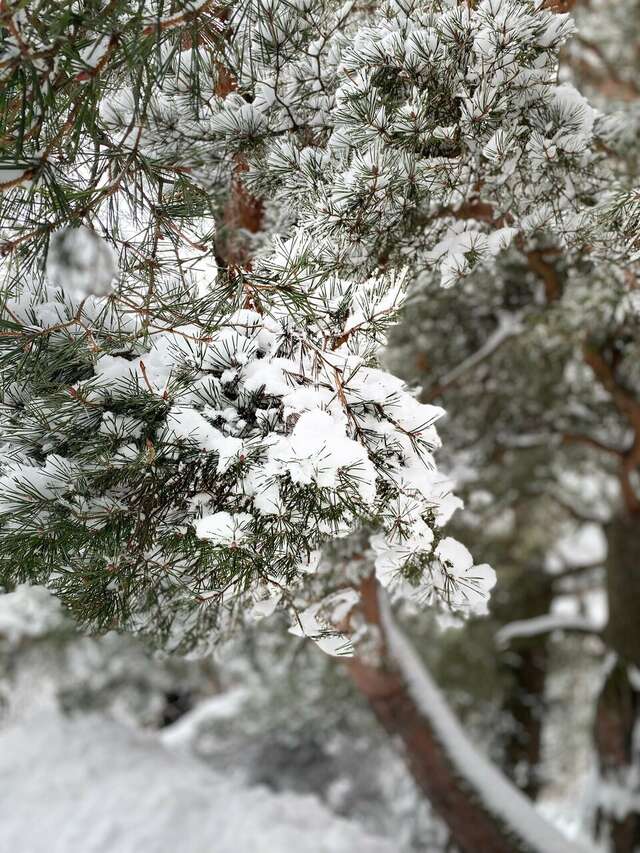 Гостиница Дюны Сестрорецк-241