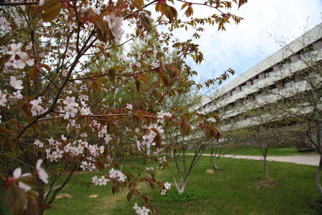 Гостиница Дюны Сестрорецк-205