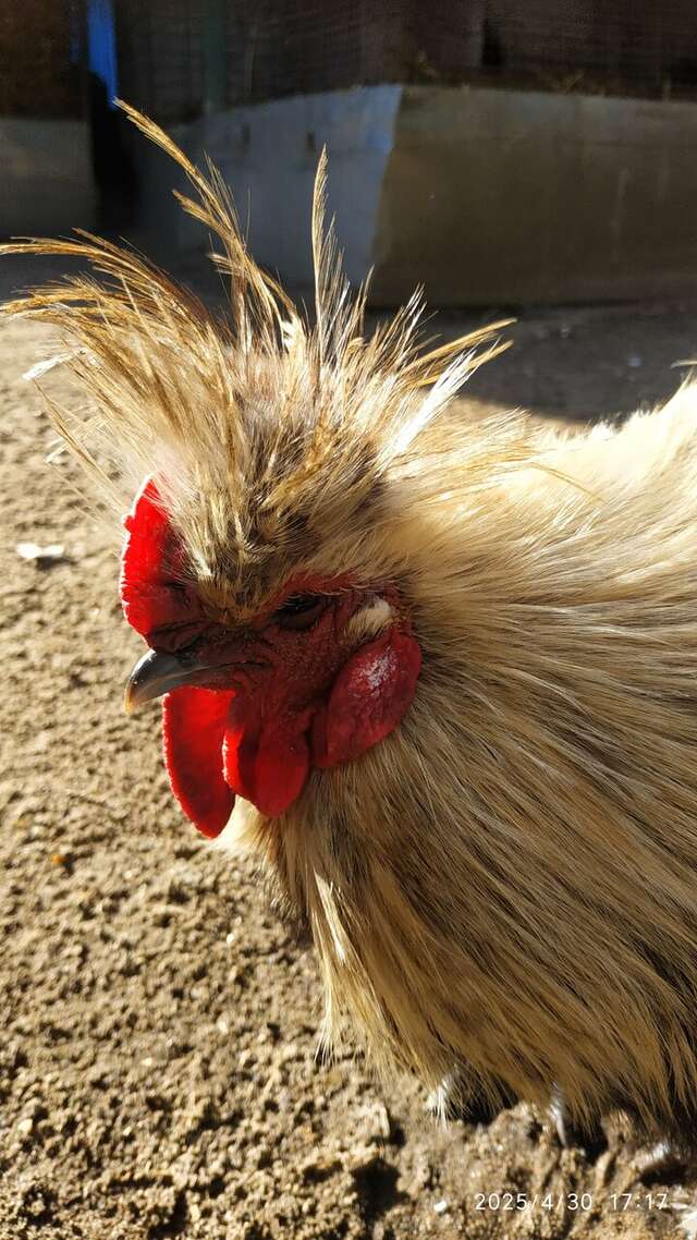 Гостиница Дюны Сестрорецк-145