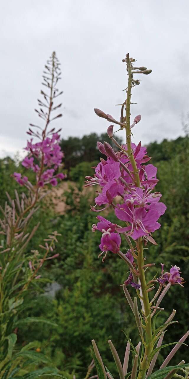 Гостиница Дюны Сестрорецк-172
