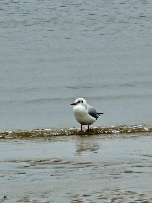 Гостиница Дюны Сестрорецк-175
