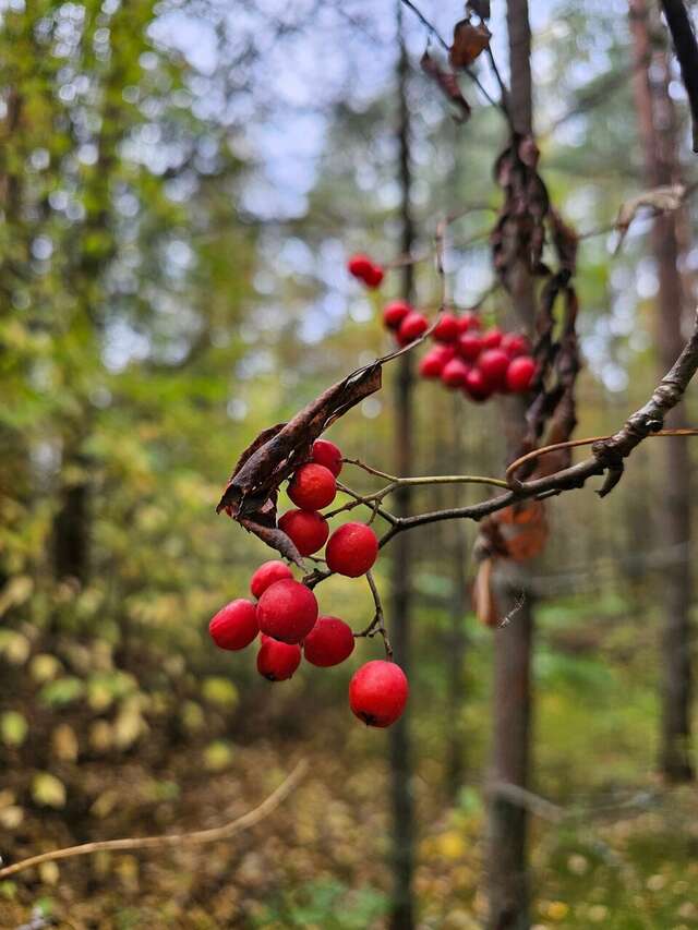 Гостиница Дюны Сестрорецк-168