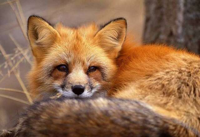 Гостиница Дюны Сестрорецк-33